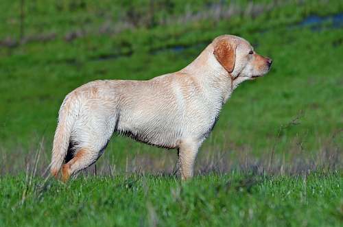 briones regional park short-haired tan dog on grassy field martinez